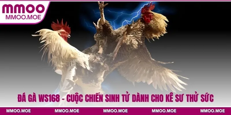 Đá gà Ws168 - Cuộc chiến sinh tử dành cho kê sư thử sức 3 Đá Gà Ws168 - Cuộc Chiến Sinh Tử Dành Cho Kê Sư Thử Sức
