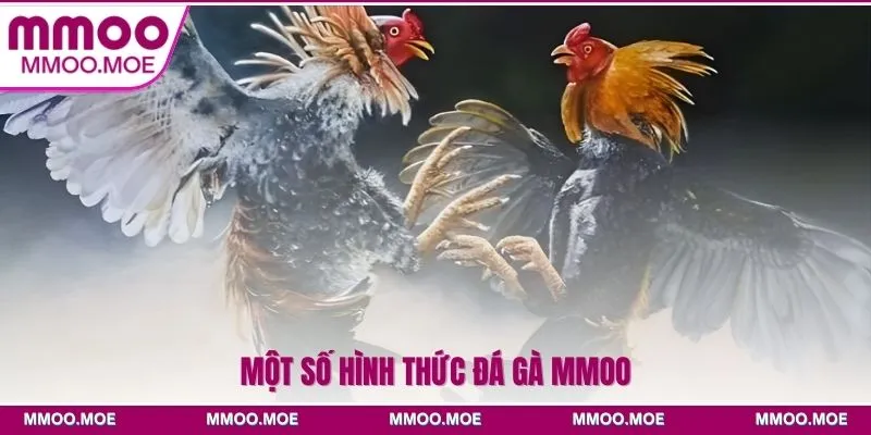 Một số hình thức đá gà MMOO