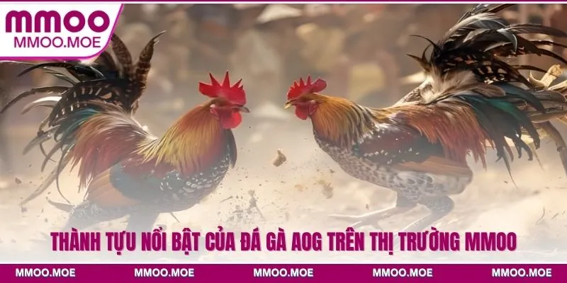 Đá gà AOG - Đấu trường chiến kê quốc tế rực lửa 2026 3 Thành tựu nổi bật của đá gà AOG trên thị trường MMOO