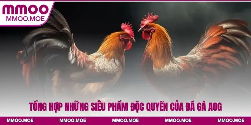 Đá gà AOG - Đấu trường chiến kê quốc tế rực lửa 2026 4 Tổng hợp những siêu phẩm độc quyền của đá gà AOG